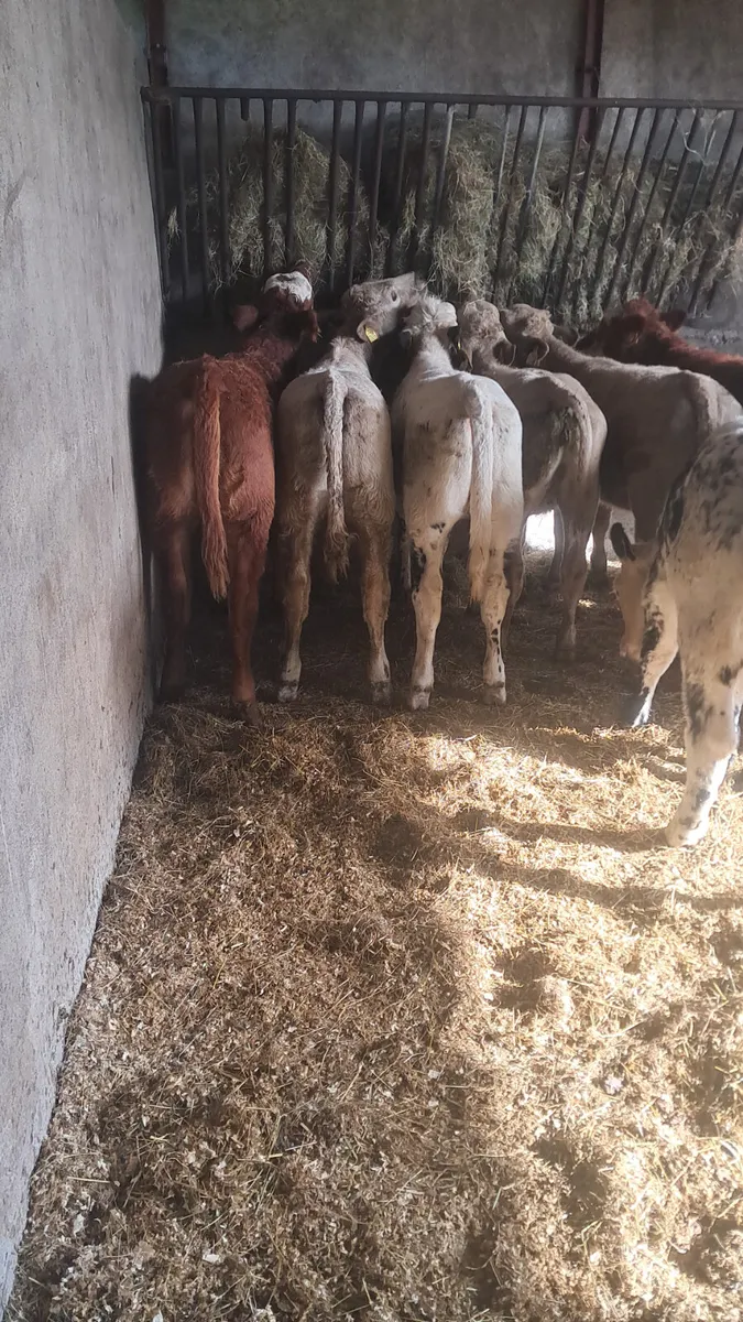 Weanling heifers - Image 3