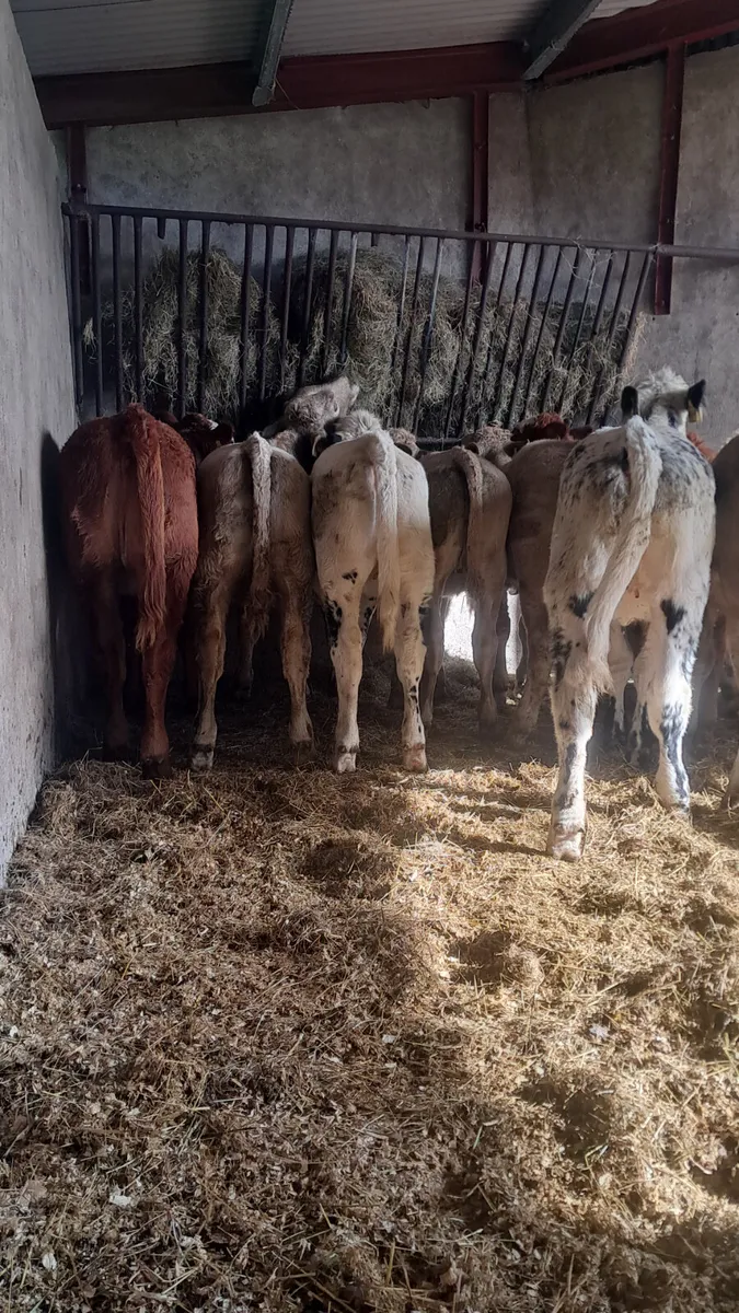 Weanling heifers - Image 4