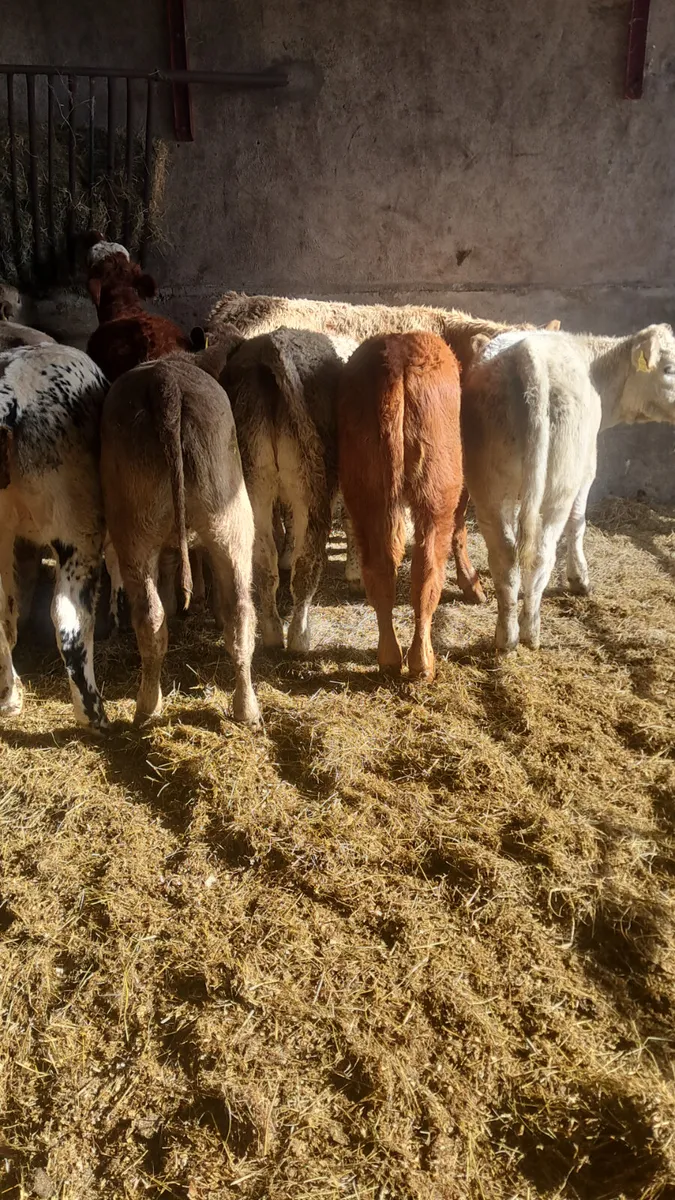 Weanling heifers - Image 2