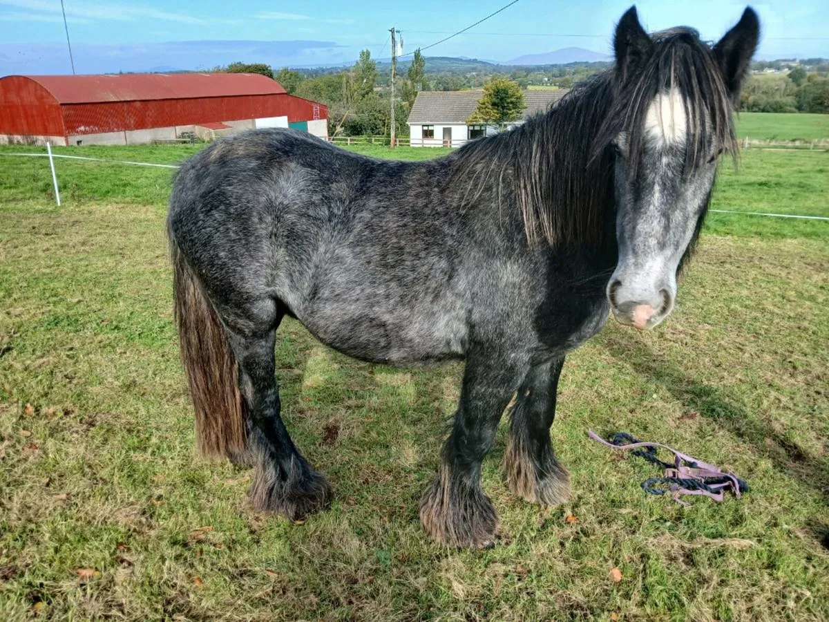 Cob pony - Image 1
