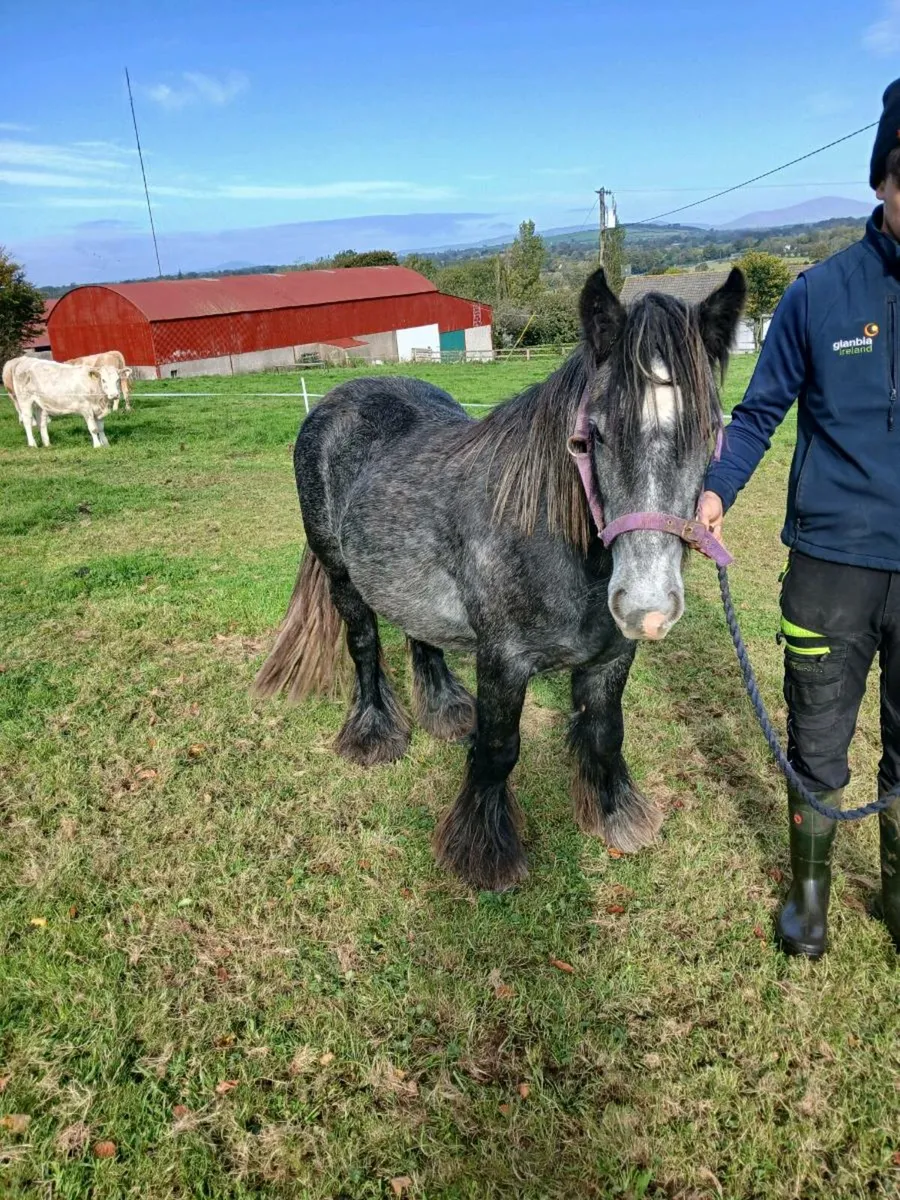 Cob pony - Image 2