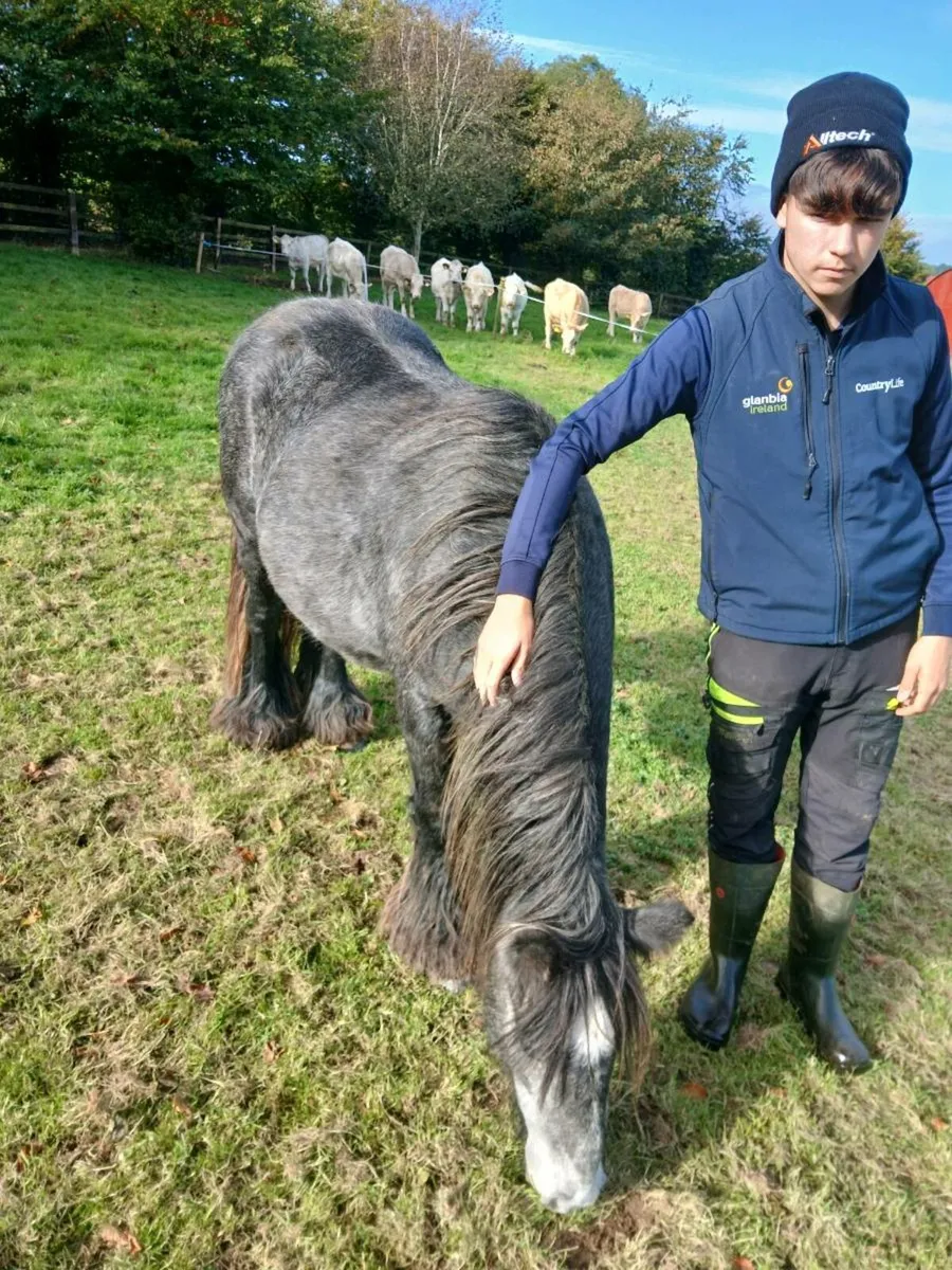 Cob pony - Image 4