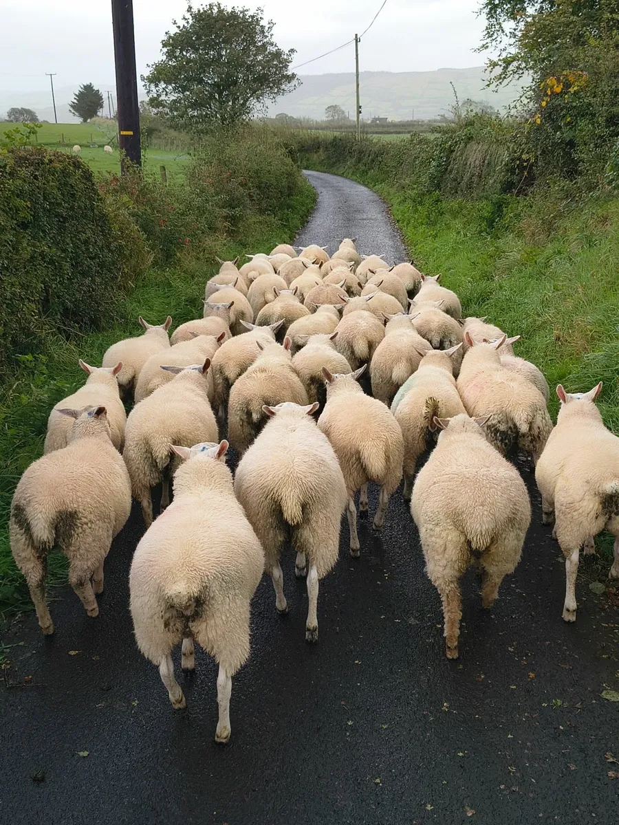 Texel X ewe lambs - Image 3