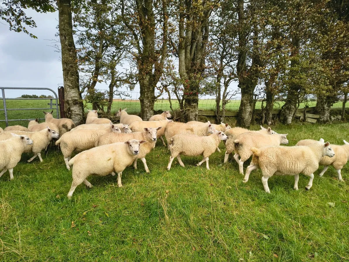 Texel X ewe lambs - Image 4