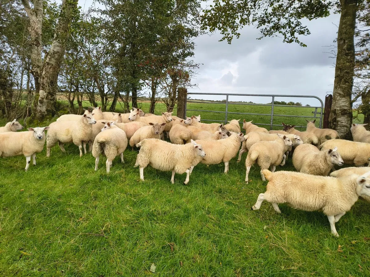 Texel X ewe lambs - Image 2