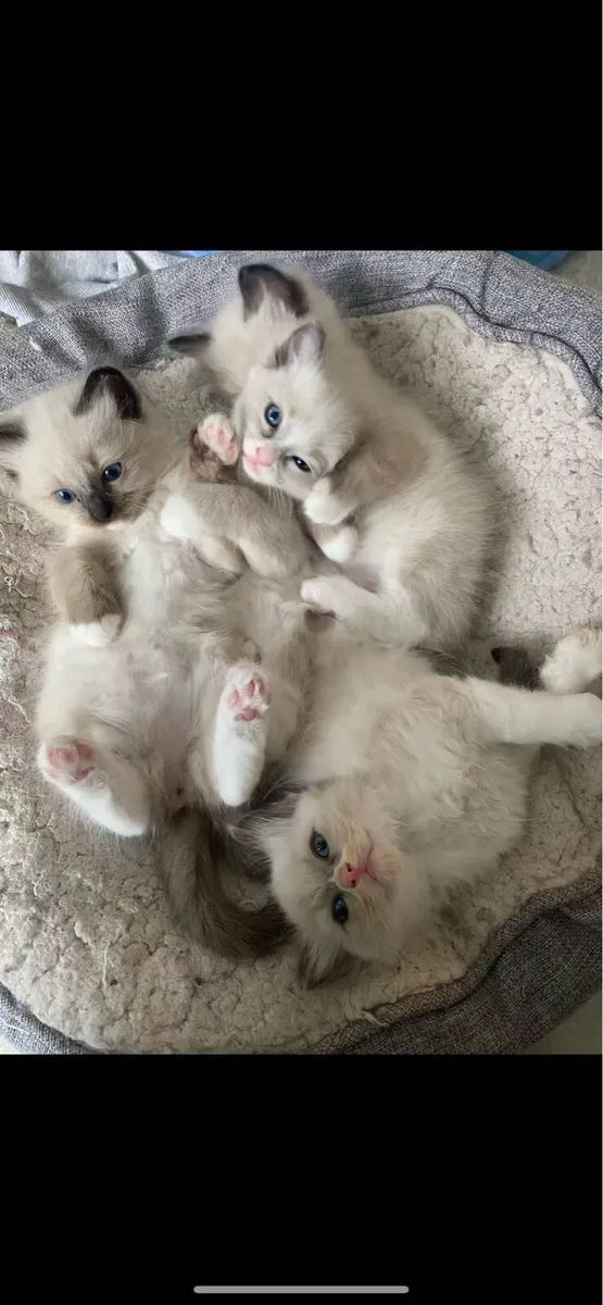Ragdoll kittens - Image 1