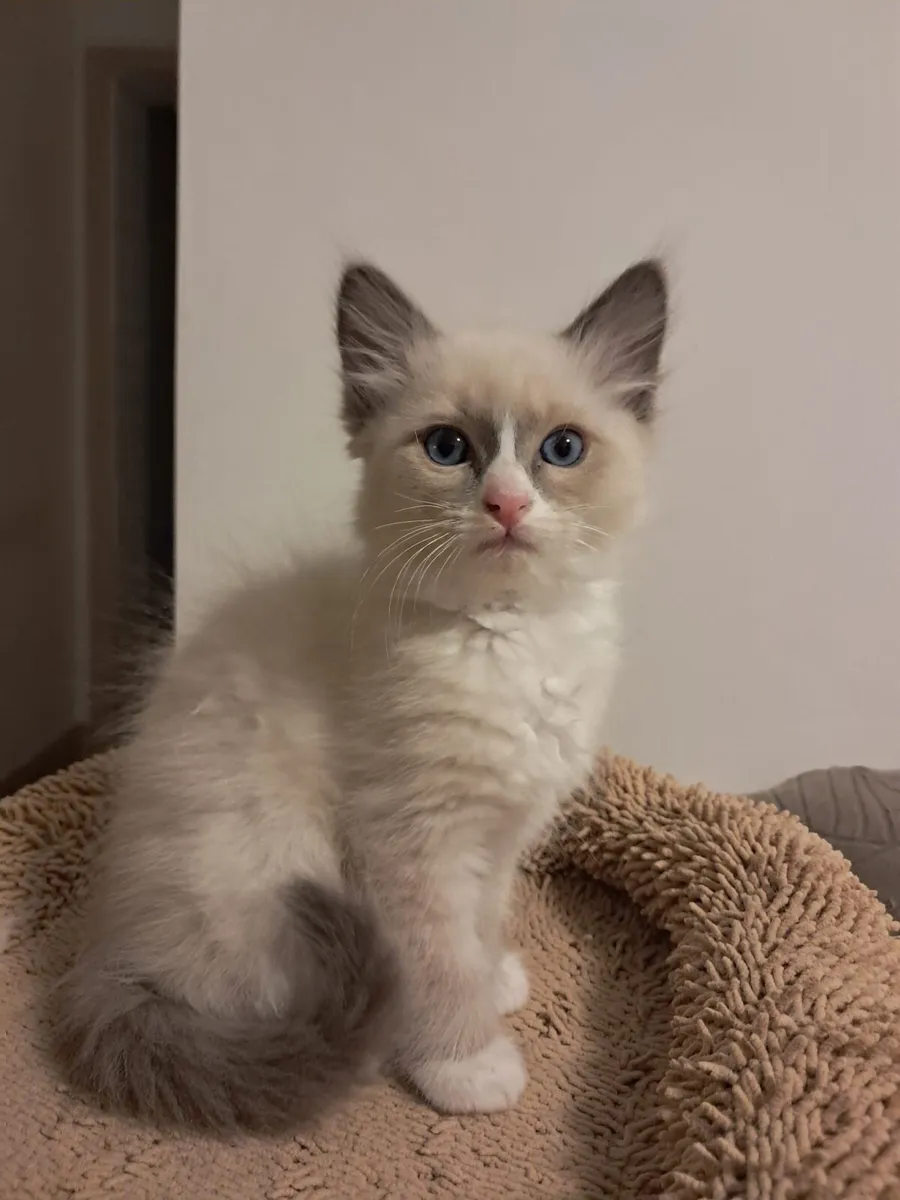 Ragdoll kittens - Image 2