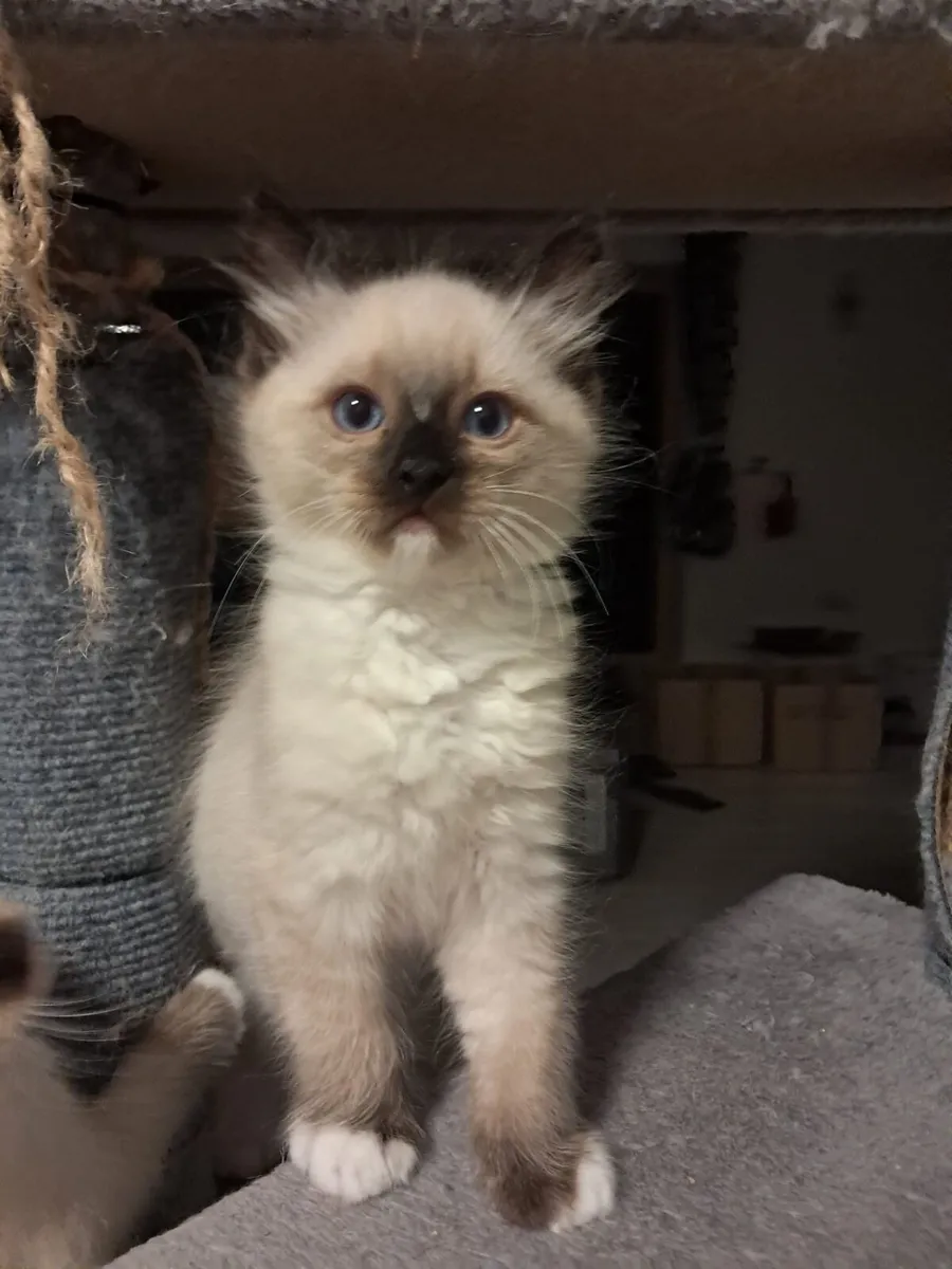 Ragdoll kittens - Image 3