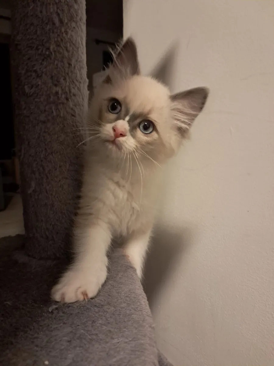 Ragdoll kittens - Image 4