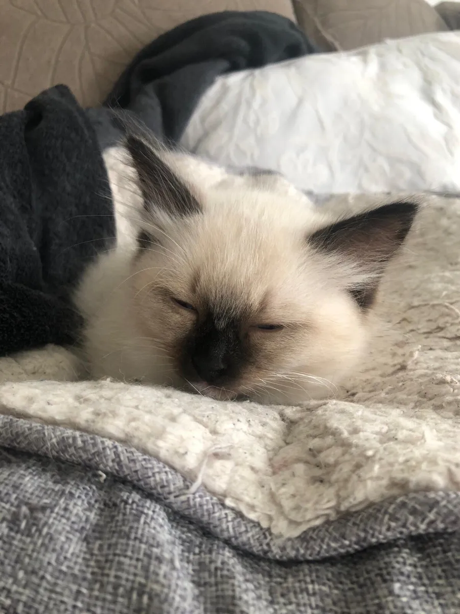 Ragdoll kittens ‼️‼️Only one female left‼️‼️ - Image 3