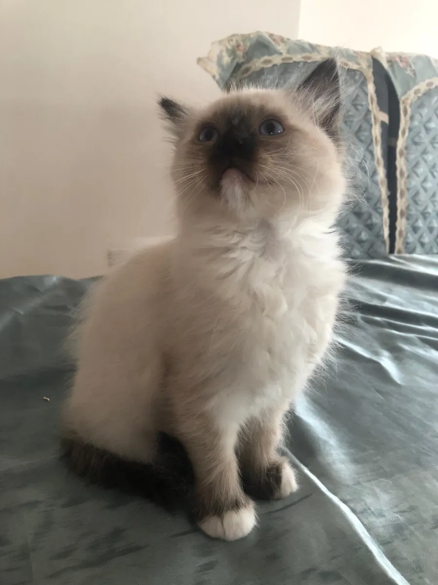 Ragdoll kittens ‼️‼️Only one female left‼️‼️ - Image 4