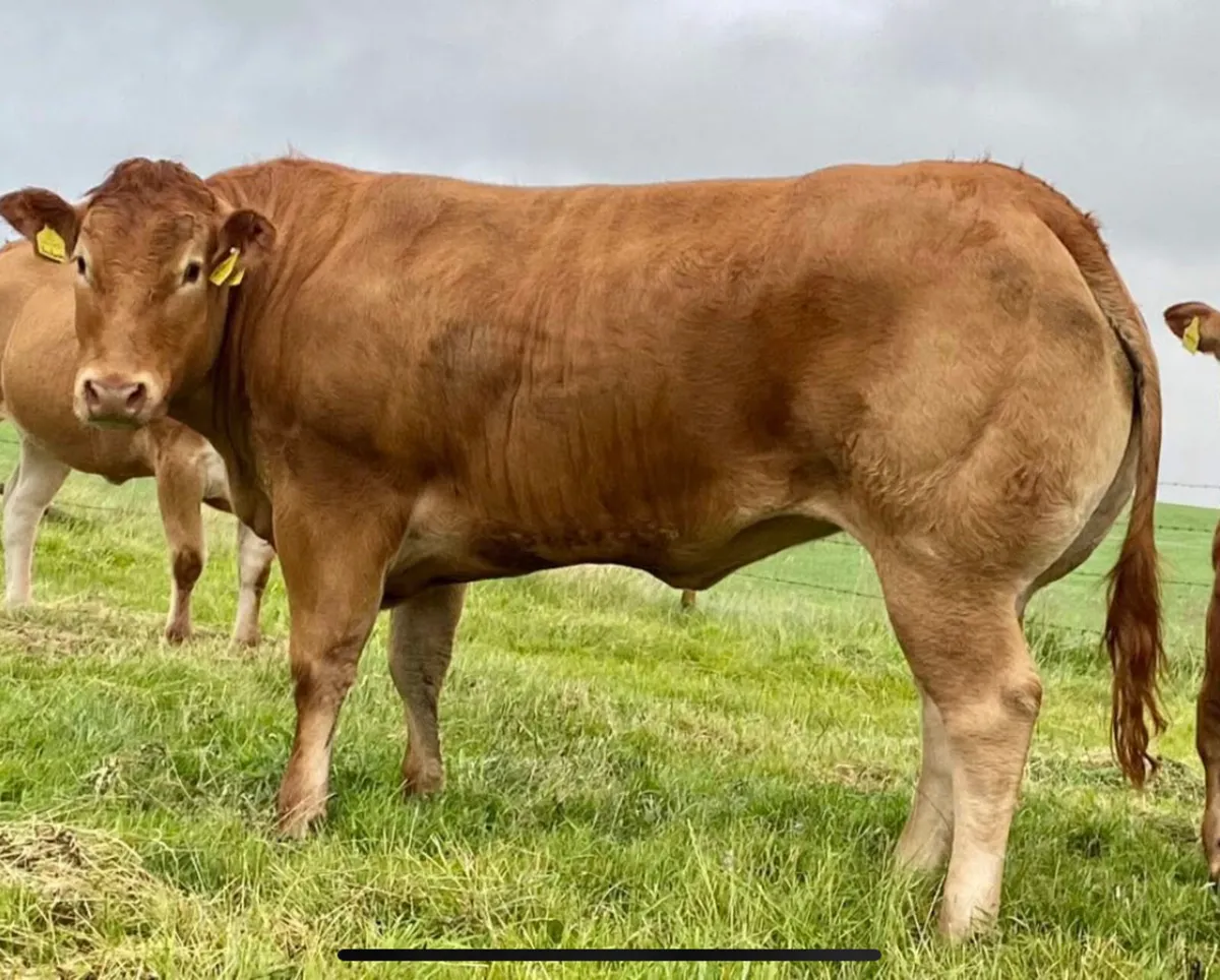 Show stopper in calf - Image 1