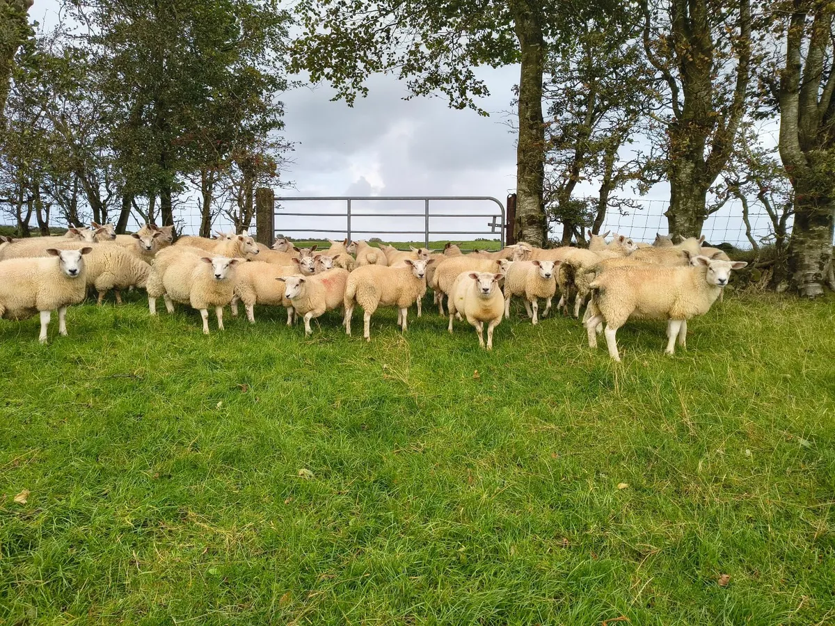 Texel X ewe lambs - Image 1