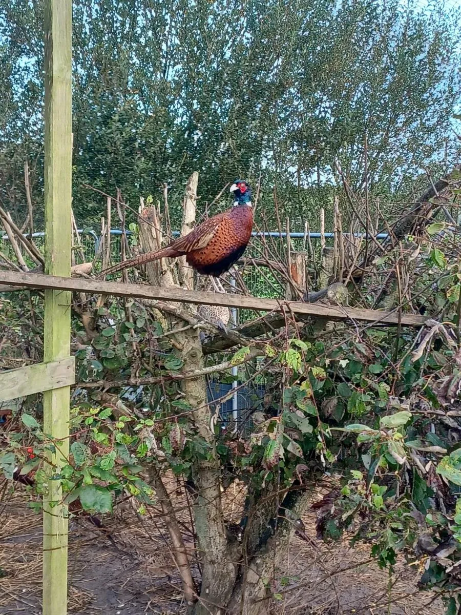 Pheasants - Image 1