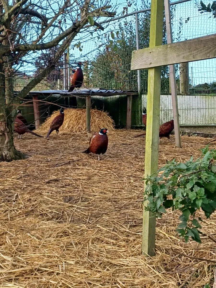 Pheasants - Image 2