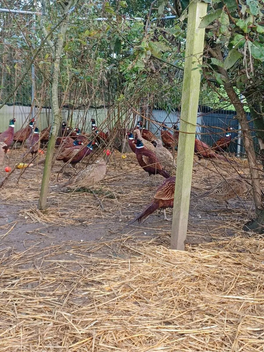 Pheasants - Image 3