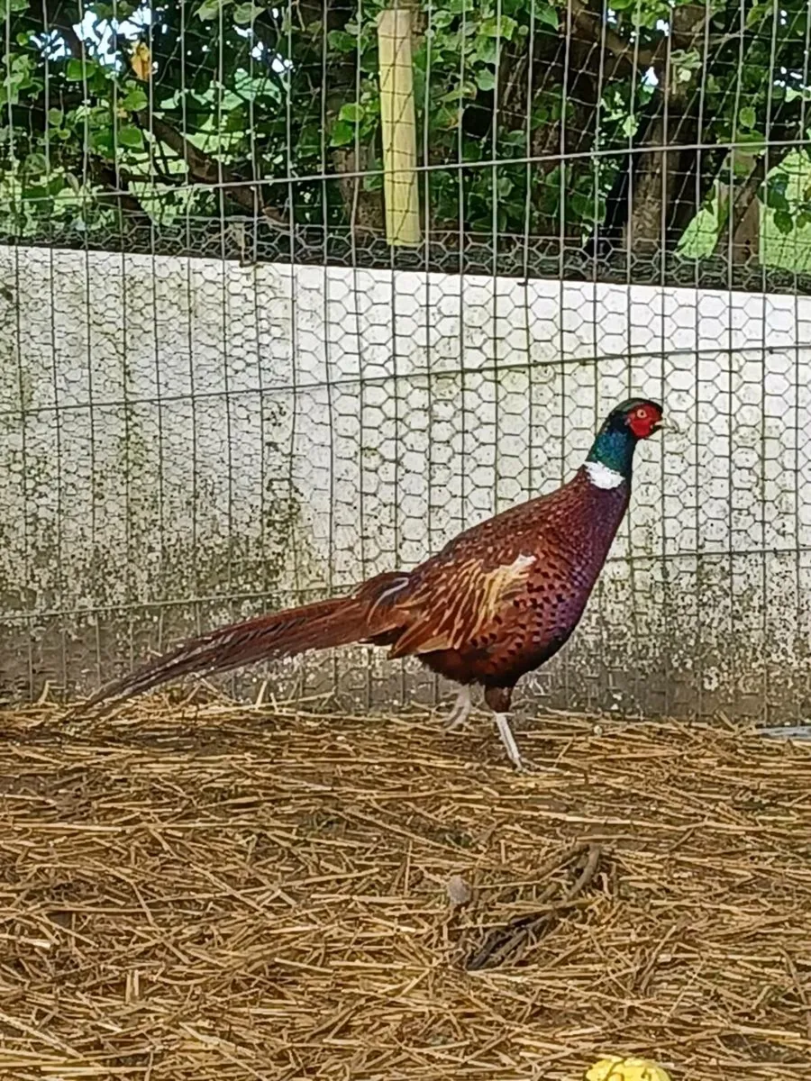 Pheasants - Image 4