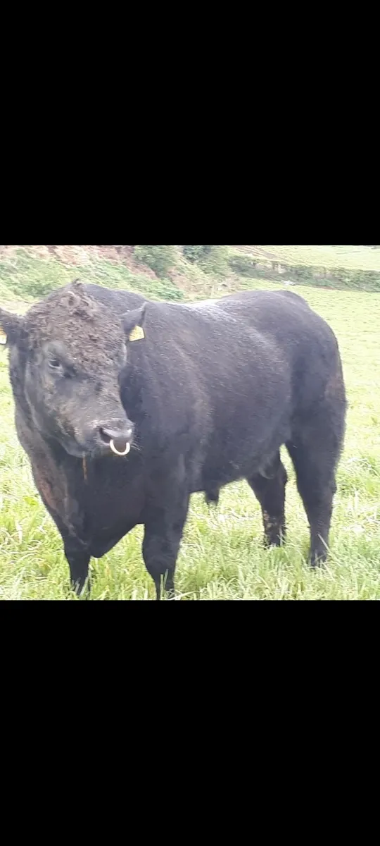🌟🌟🌟🌟🌟Bull - Image 1