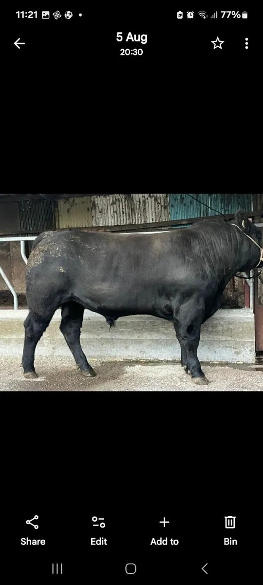 🌟🌟🌟🌟🌟Bull - Image 2