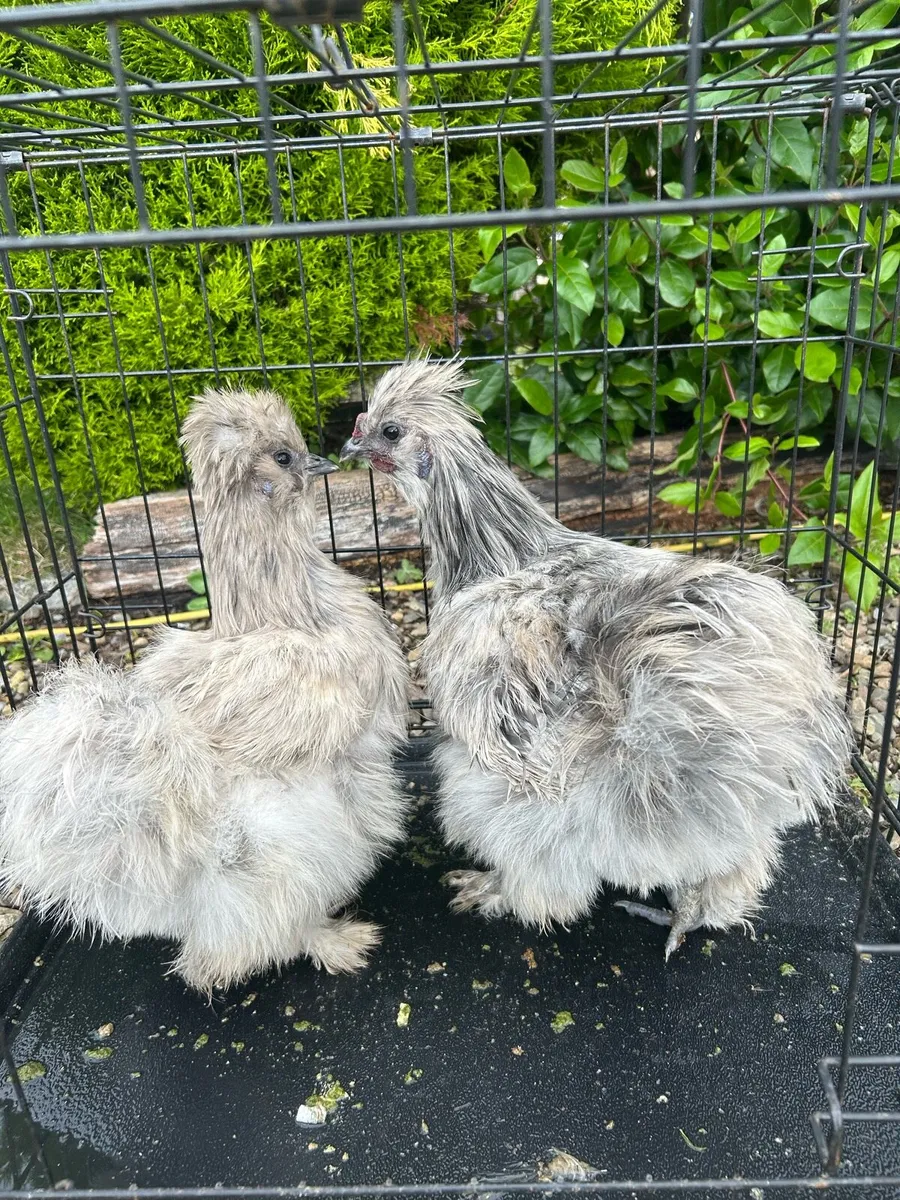 Top quality poultry 🐔 - Image 1