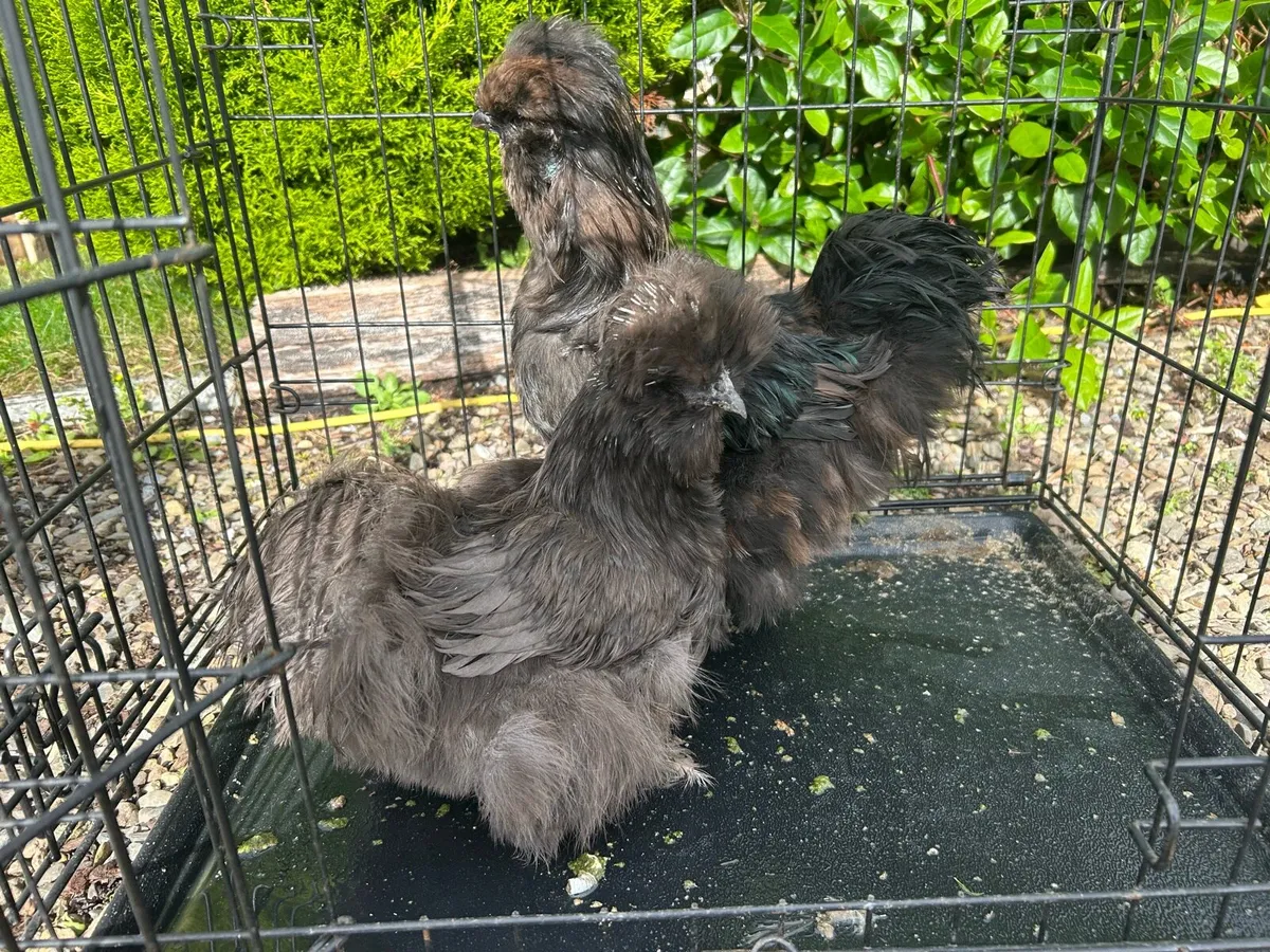Top quality poultry 🐔 - Image 2
