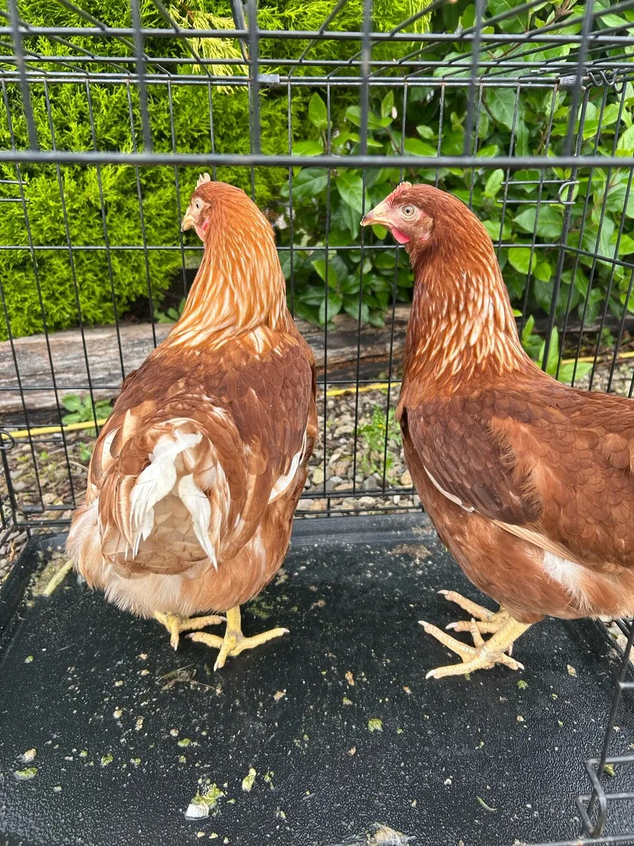 Top quality poultry 🐔 - Image 3