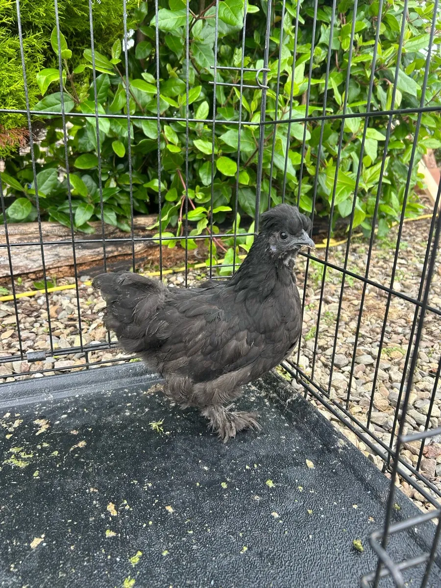 Top quality poultry 🐔 - Image 4