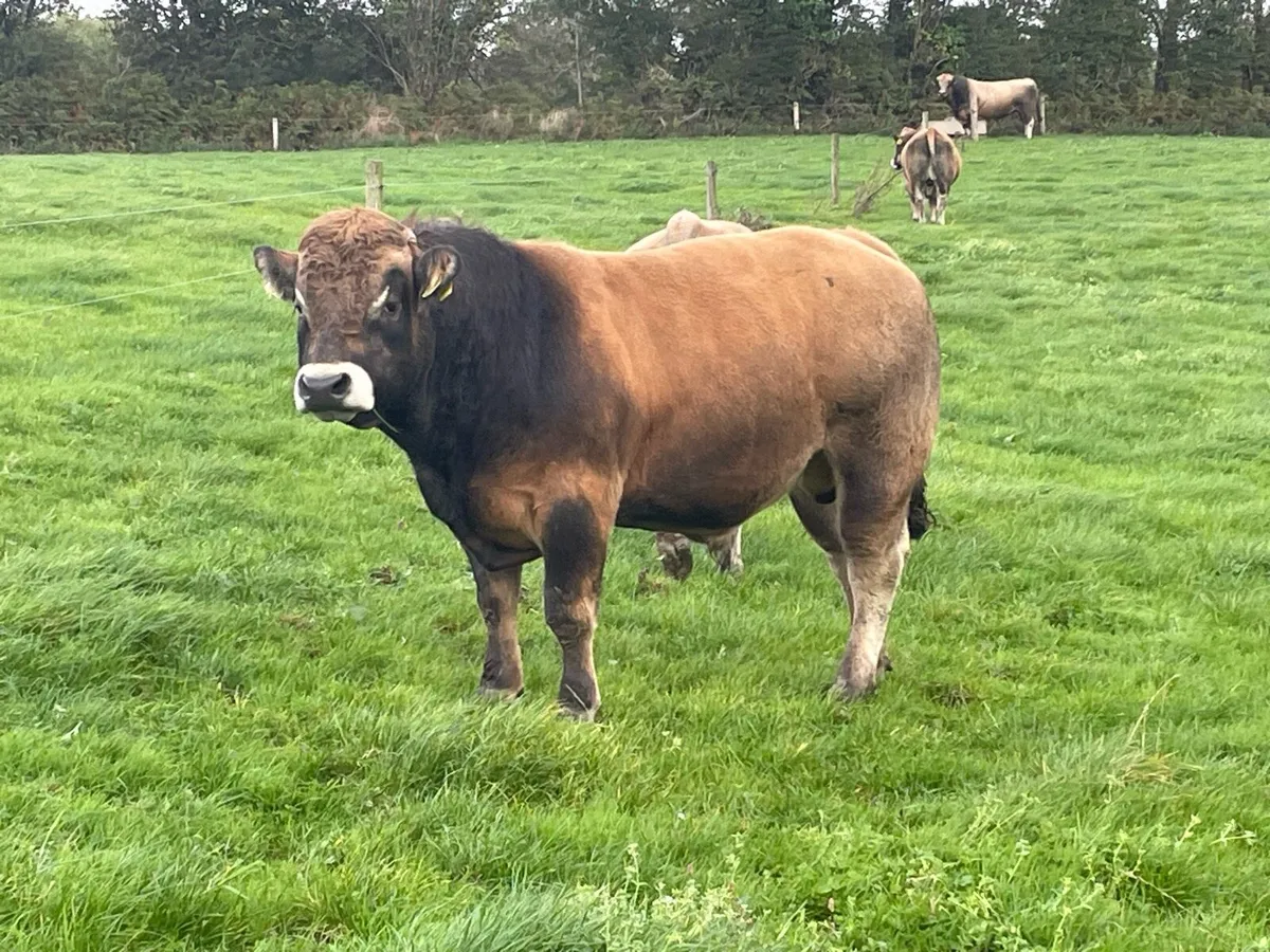 5🌟 Pedigree Aubrac Bulls 🦬🦬🦬 & Cow - Image 2