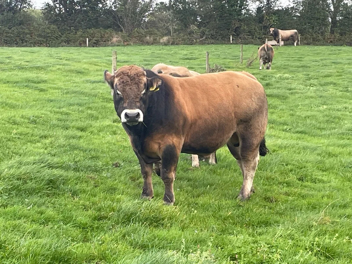 5🌟 Pedigree Aubrac Bulls 🦬🦬🦬 & Cow - Image 1