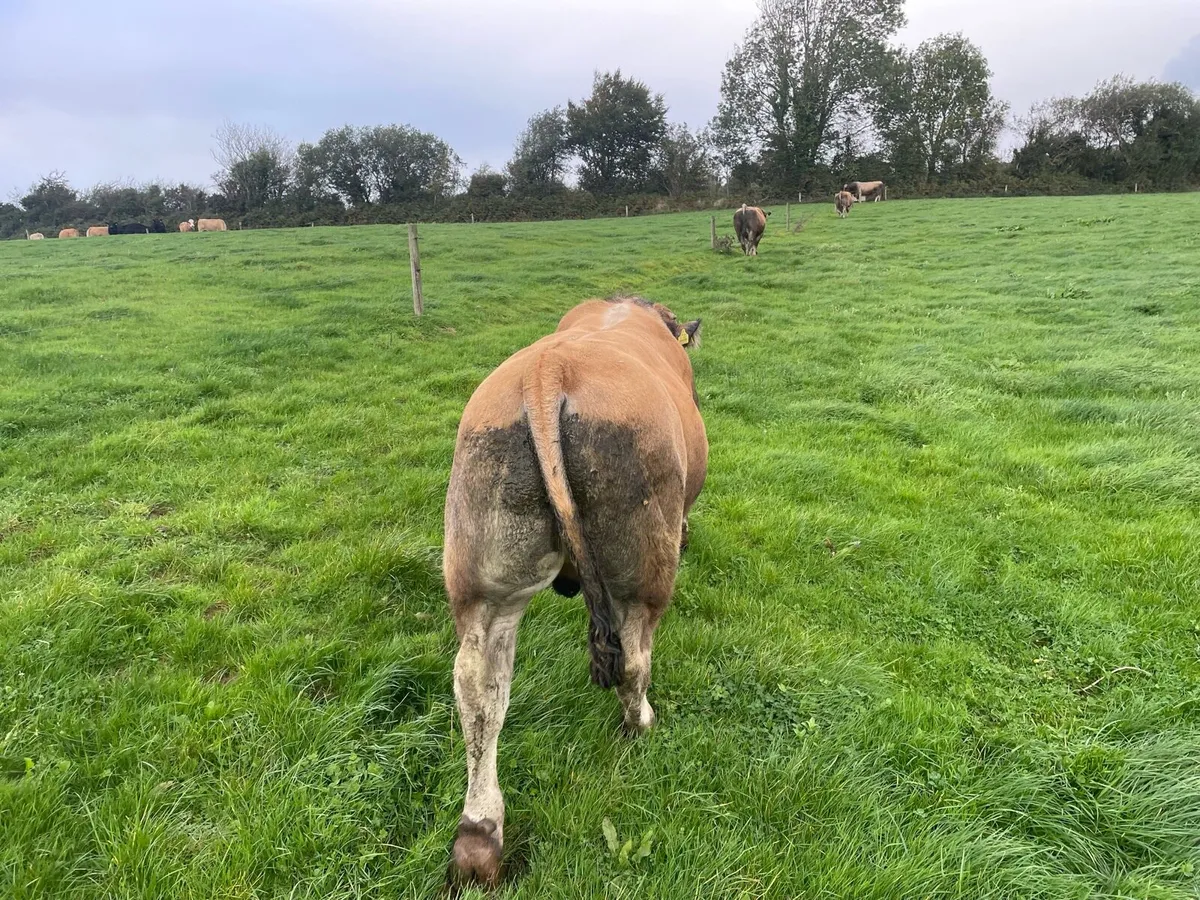 5🌟 Pedigree Aubrac Bulls 🦬🦬🦬 & Cow - Image 3