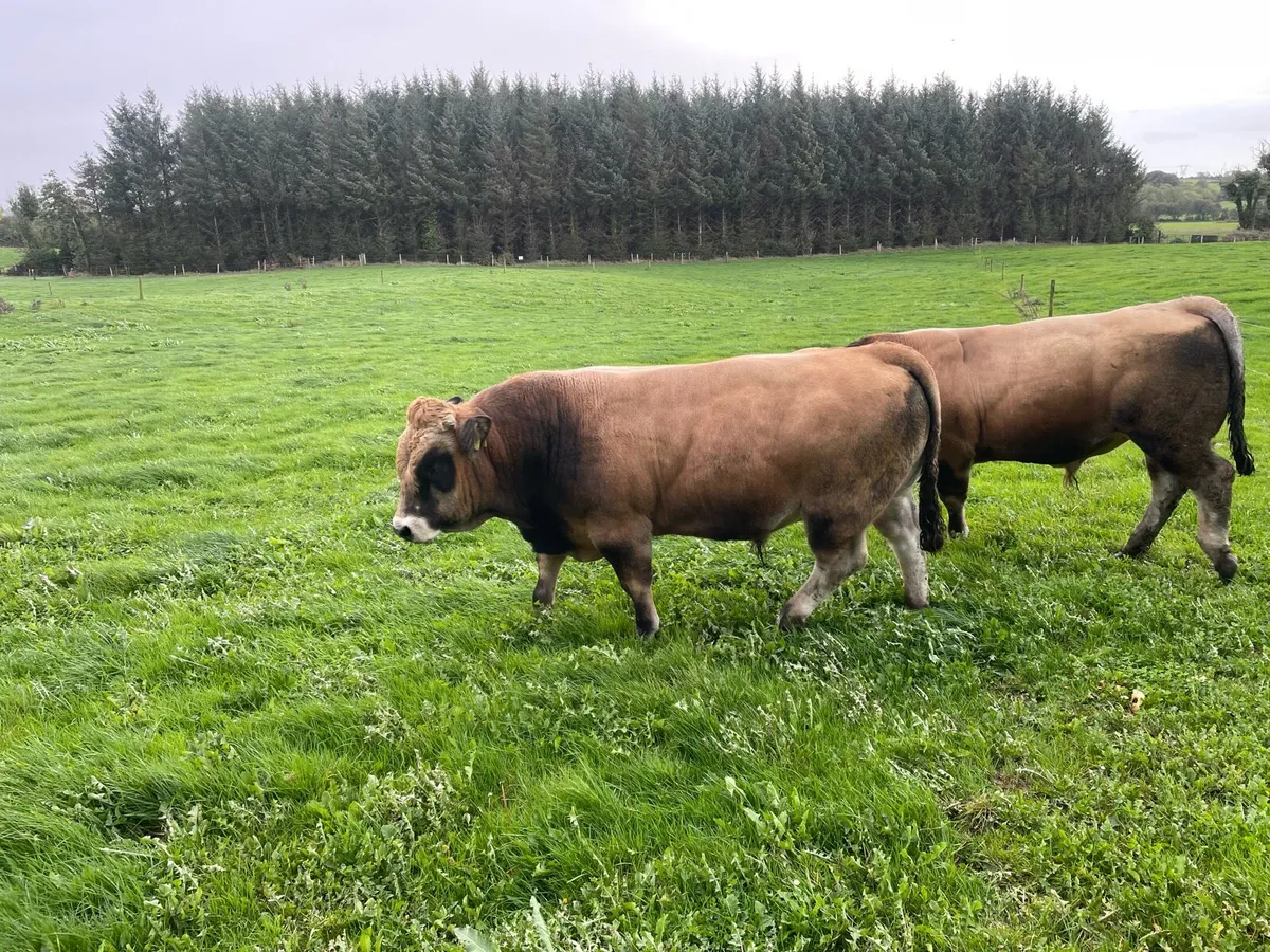 5🌟 Pedigree Aubrac Bulls 🦬🦬🦬 & Cow - Image 4