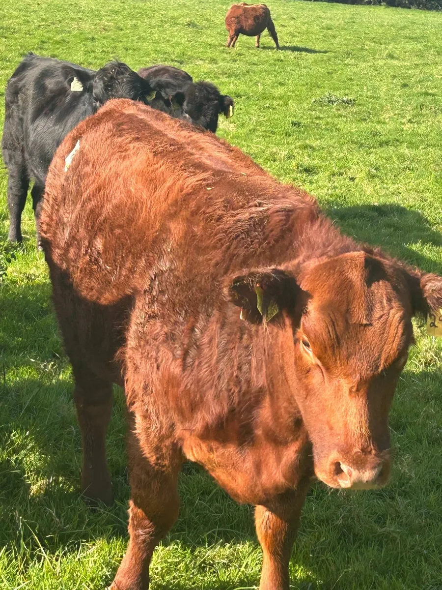 Extravaganza  Lot 24 Pedigree Red Angus Heifer - Image 3