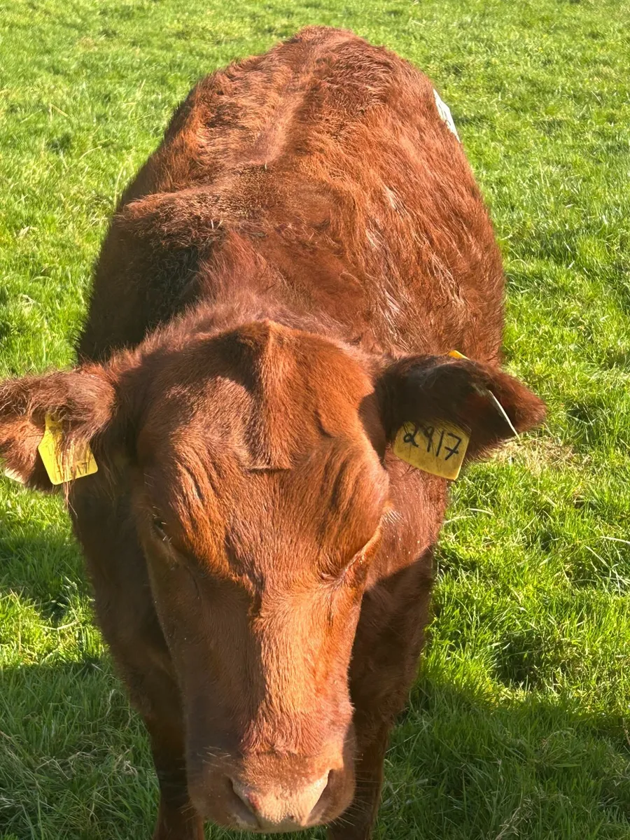 Extravaganza  Lot 24 Pedigree Red Angus Heifer - Image 4