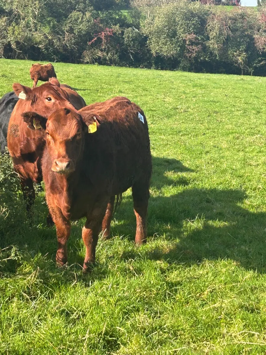 Extravaganza  Lot 24 Pedigree Red Angus Heifer - Image 1