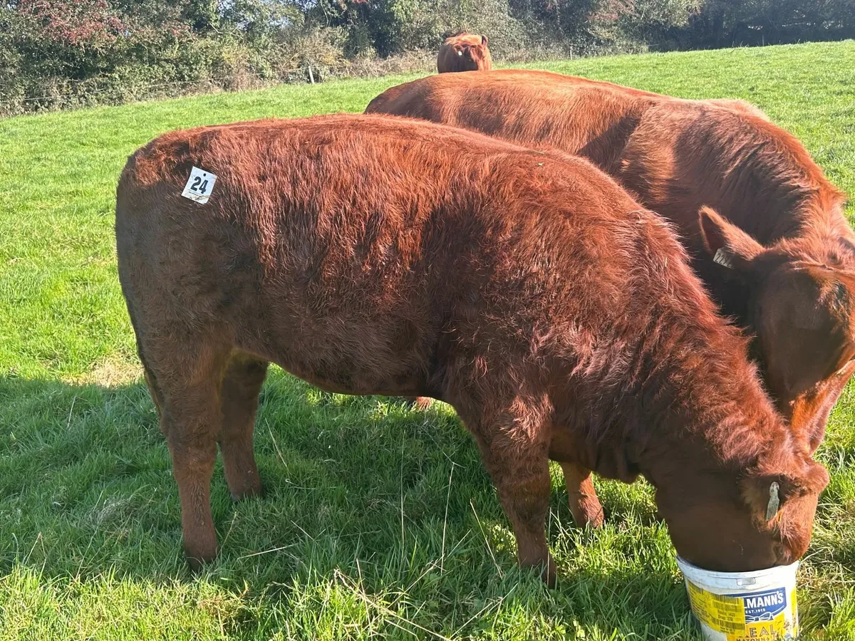Extravaganza  Lot 24 Pedigree Red Angus Heifer - Image 2