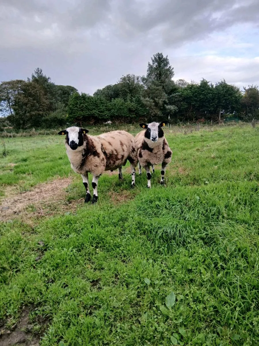 Lambs - Image 1