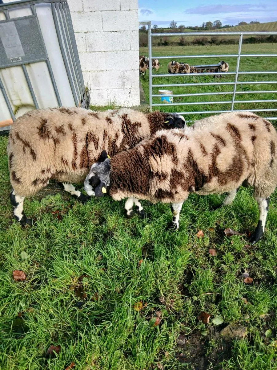 Lambs - Image 4
