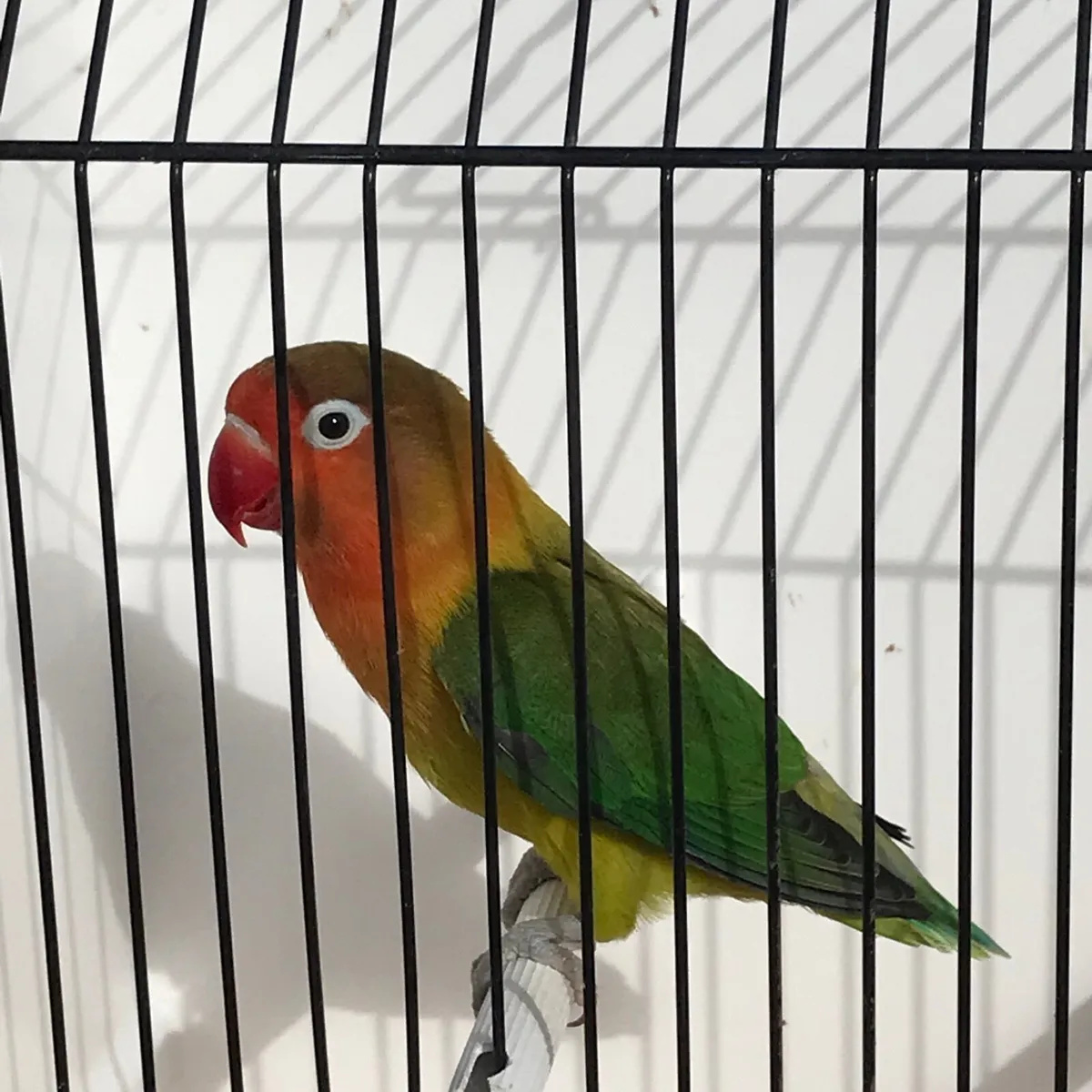 Lovebird Hens. DNA’d various colours. - Image 3