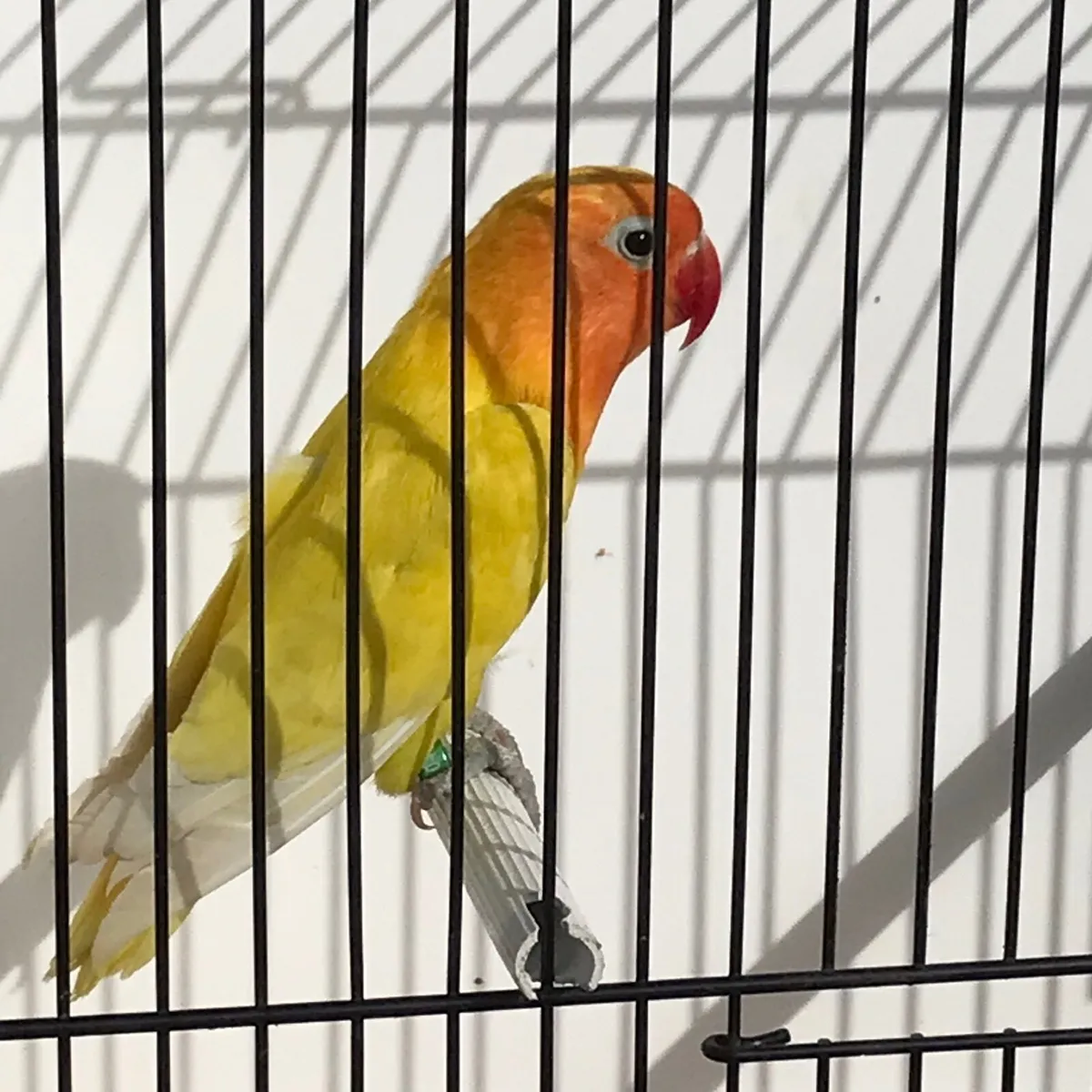 Lovebird Hens. DNA’d various colours. - Image 4