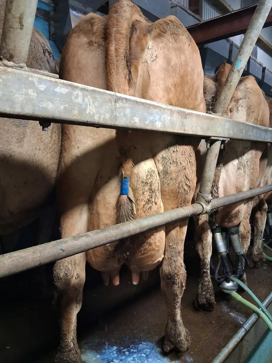 Cow for calves - Image 2
