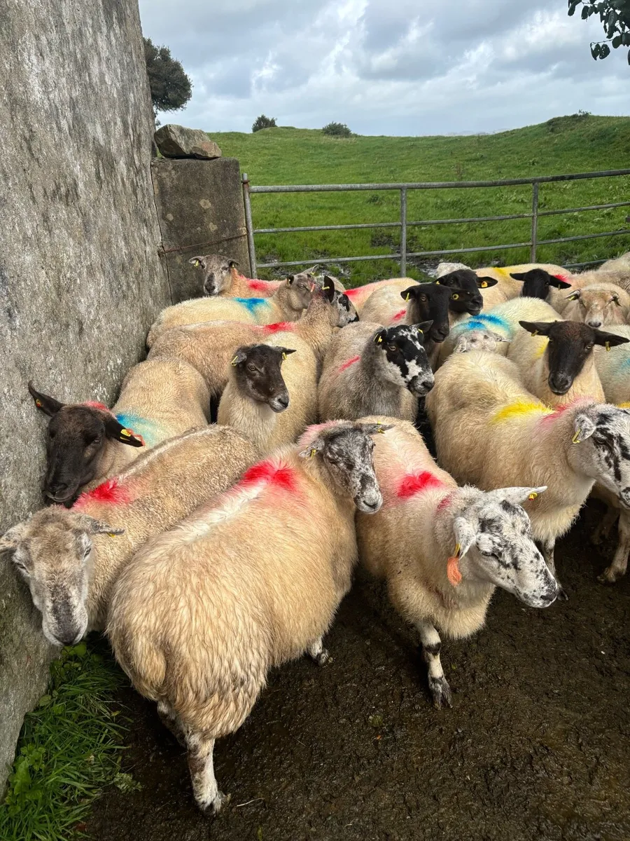 Broken and full mouth ewes Suitable for breeding - Image 1