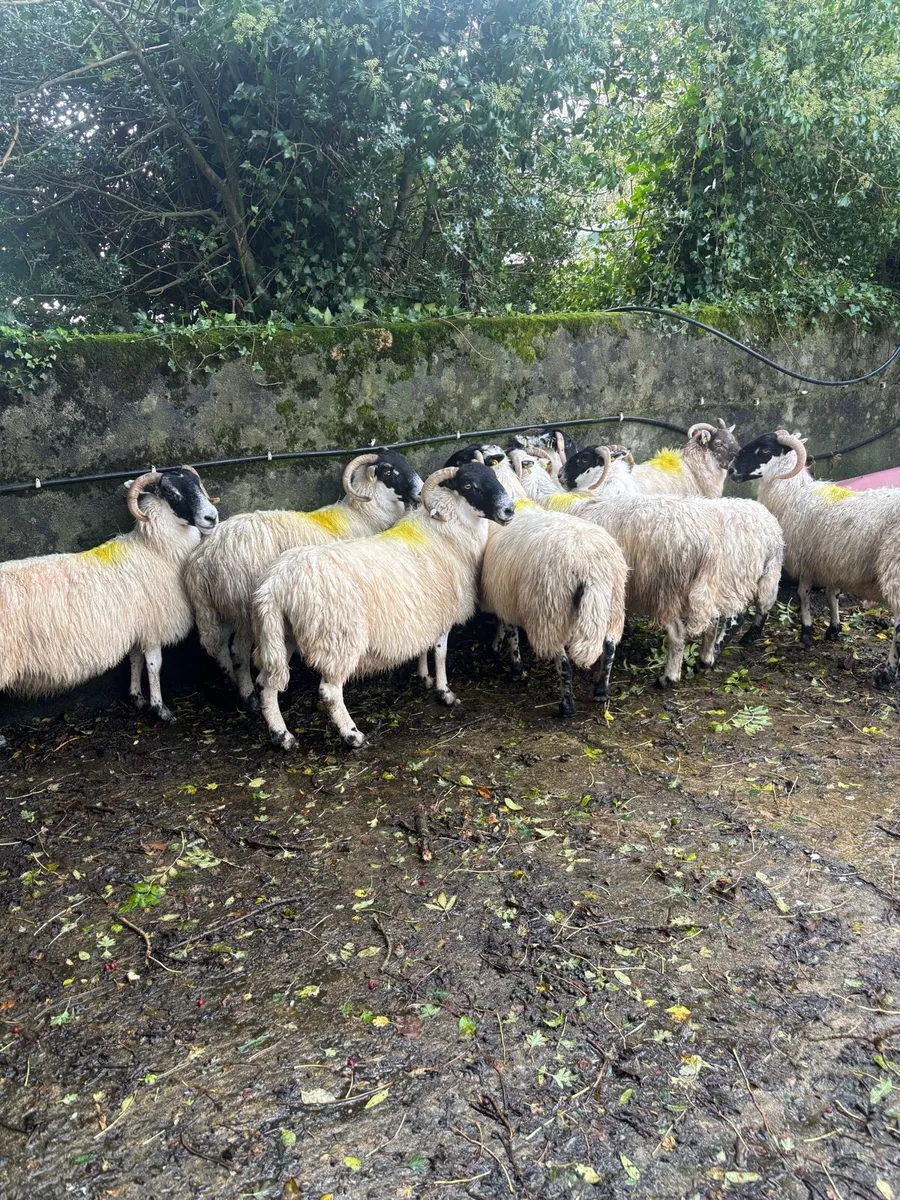 Broken and full mouth ewes Suitable for breeding - Image 2