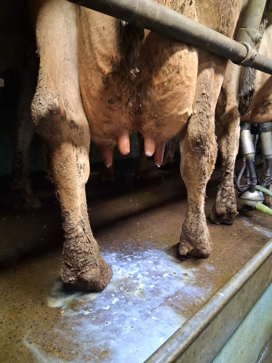Cow for calves - Image 3