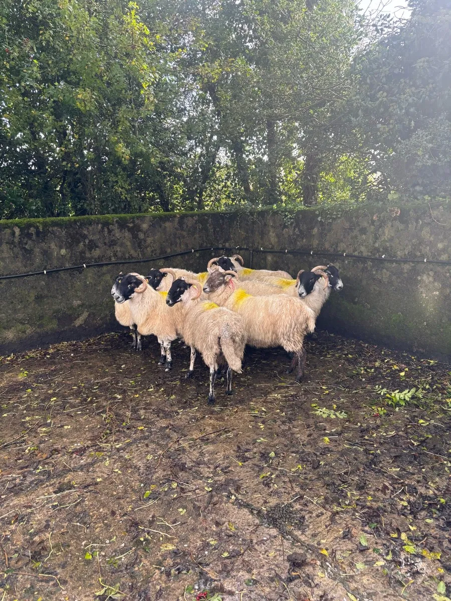 Broken and full mouth ewes Suitable for breeding - Image 3