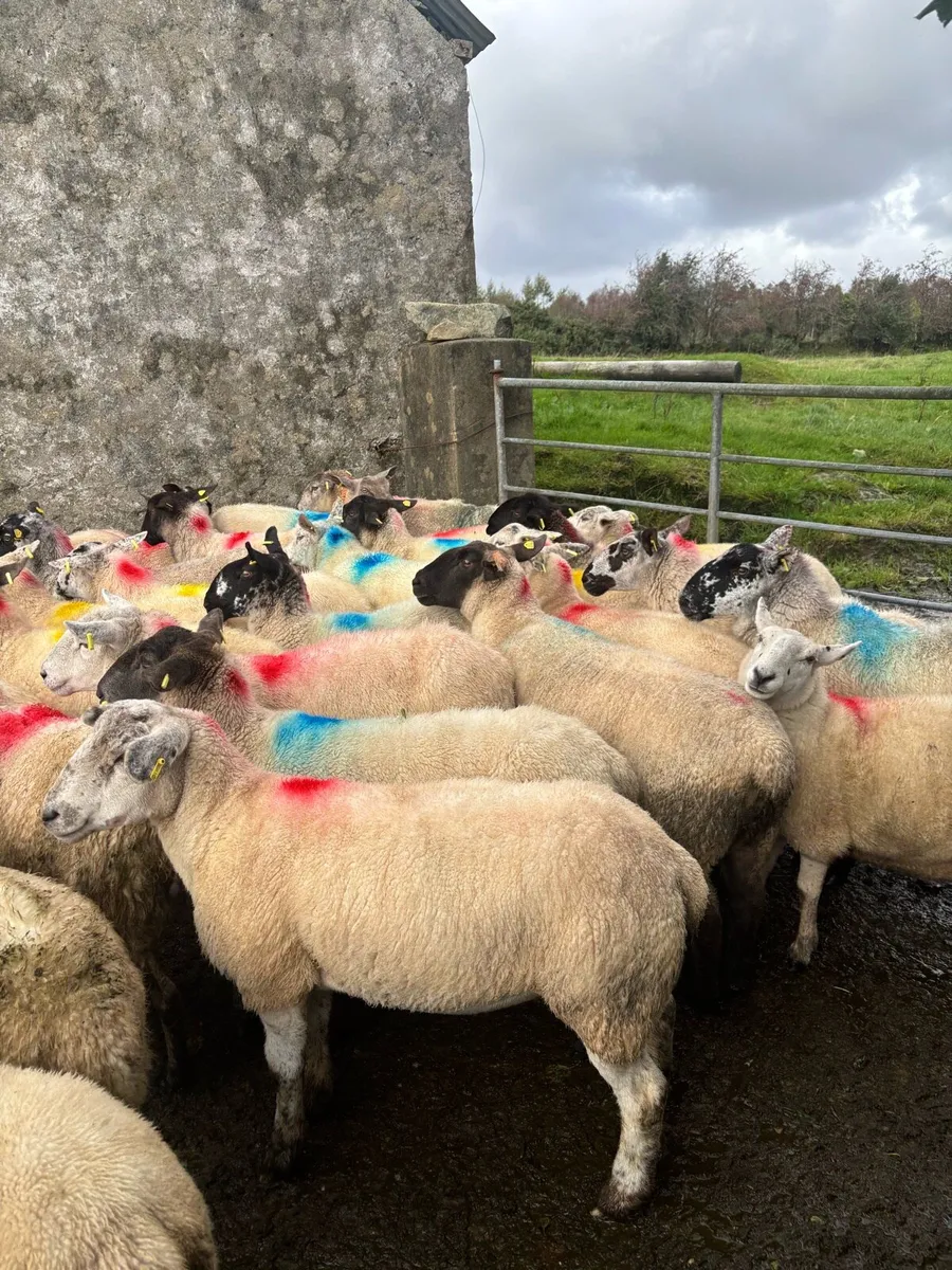 Broken and full mouth ewes Suitable for breeding - Image 4