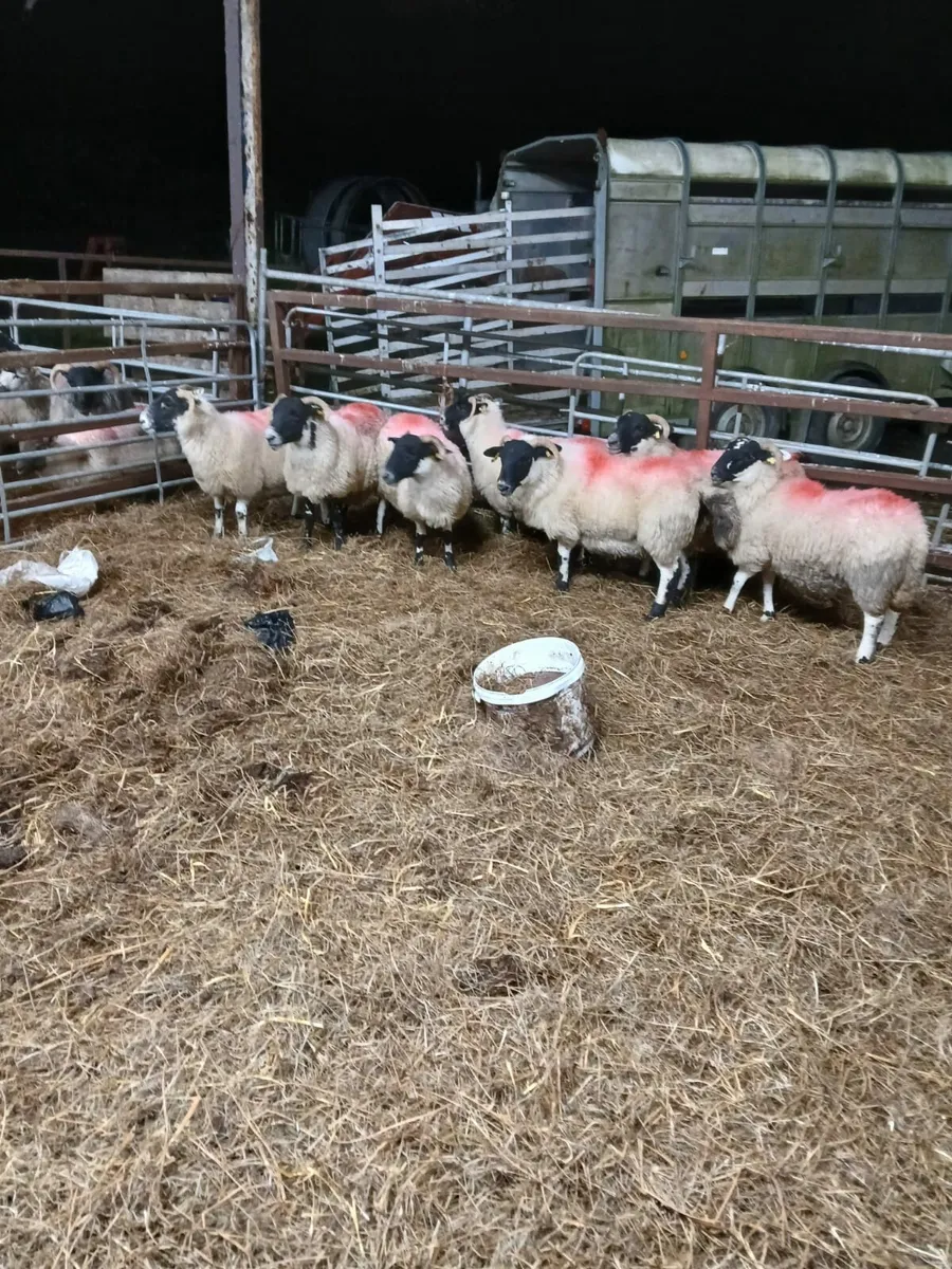 7 Lanark Cross Hoggets - Image 4