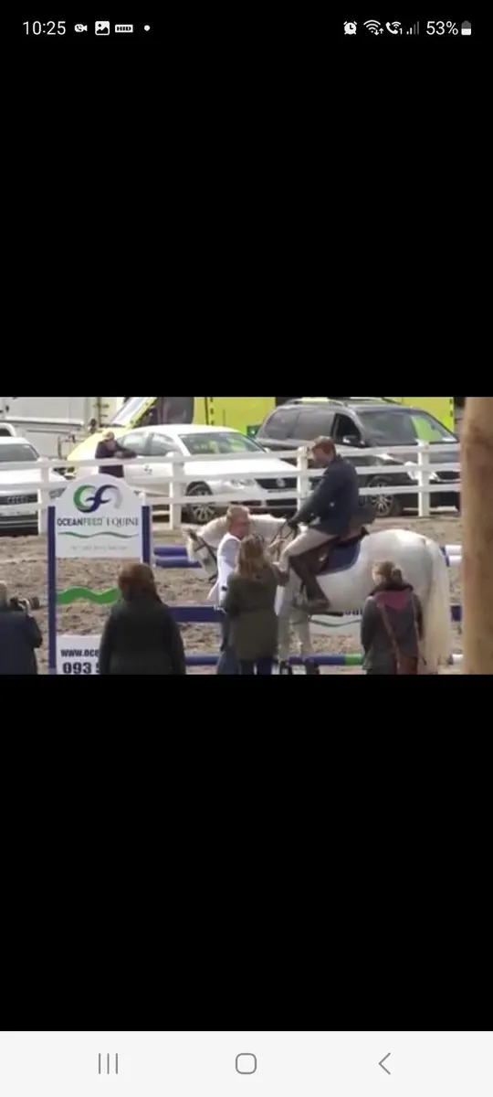 BP Quarterback Van't Veer yearling for sale - Image 2