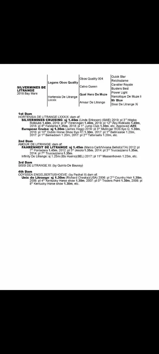 BP Quarterback Van't Veer yearling for sale - Image 3