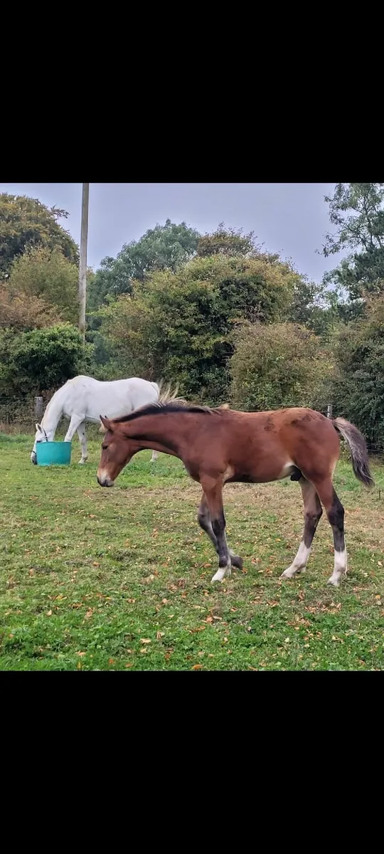 BP Quarterback Van't Veer yearling for sale - Image 4