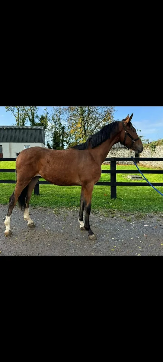 BP Quarterback Van't Veer yearling for sale - Image 1